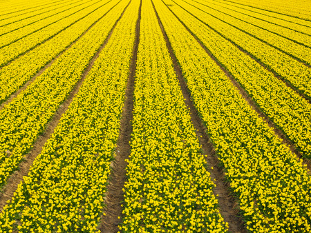 Yellow tulips farm and garden in countryside of Amsterdam, The Netherlands.の写真素材