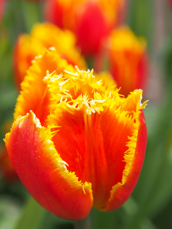 Beautiful yellow and red tulips in field of flora park in The Netherlands, Holland. Keukenhof.の写真素材