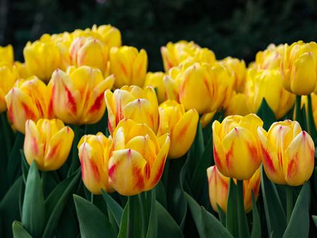 Beautiful yellow and red tulips in field of flora park in The Netherlands, Holland. Keukenhof.の写真素材