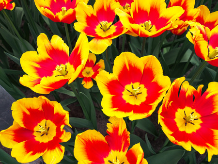 Beautiful yellow and red tulips in field of flora park in The Netherlands, Holland. Keukenhof.の写真素材