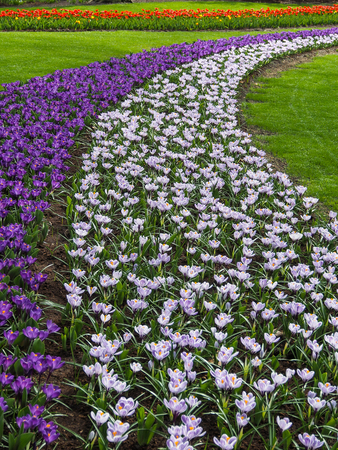 Violet, yellow, white crocuses, Crocus sativus, Crocus tommasinianus bloom at the Keukenhof Gardens in the Netherlands.の写真素材