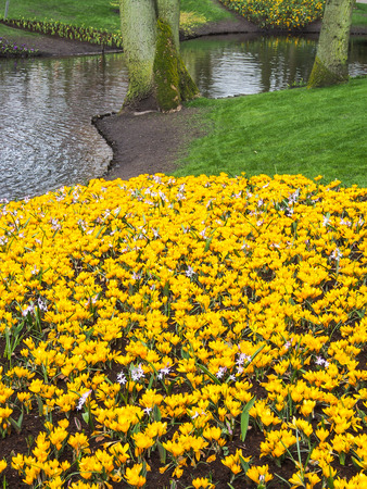 Violet, yellow, white crocuses, Crocus sativus, Crocus tommasinianus bloom at the Keukenhof Gardens in the Netherlands.の写真素材