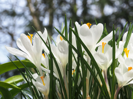 Violet, yellow, white crocuses, Crocus sativus, Crocus tommasinianus bloom at the Keukenhof Gardens in the Netherlands.の写真素材