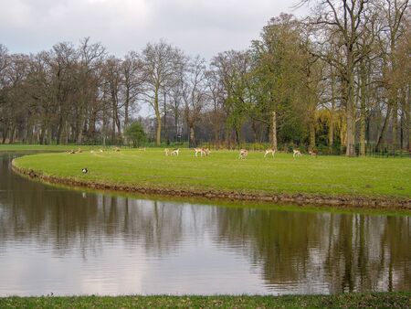 Many deers in the park of Kasteel De Haar, The Natherlandsの写真素材