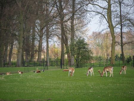 Many deers in the park of Kasteel De Haar, The Natherlandsの写真素材