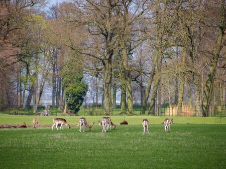 Many deers in the park of Kasteel De Haar, The Natherlandsの写真素材