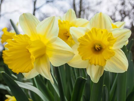 Daffodils (Narcissus) has conspicuous flowers with six petal-like tepals surmounted by a cup- or trumpet-shaped corona. It is the symbol of cancer charities in many countries.の写真素材