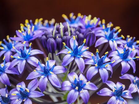 scilla peruviana gigantea. close up of blue flowersの写真素材