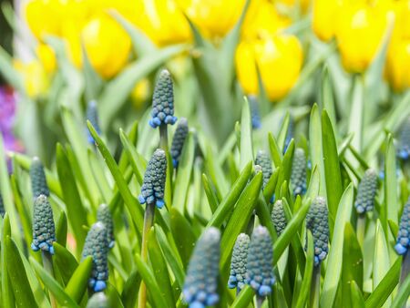 grape hyacinth flowers as nice spring background
の写真素材