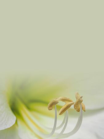 white lily flower with orange pollen made as abstract flower background illustration.の写真素材