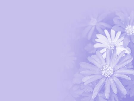 Flowers of Italian Asters, Michaelmas Daisy  made as abstract flower background illustration.の写真素材