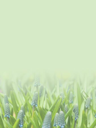 grape hyacinth flowers made as abstract flower background illustration.の写真素材