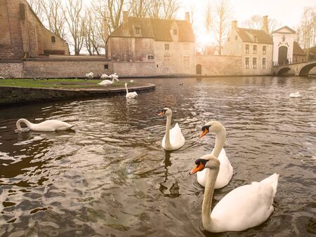 Swans in the city center. Brugge medieval historic city. Brugge streets and historic center, canals and buildings. Brugge popular touristic destination of Belgium.の写真素材