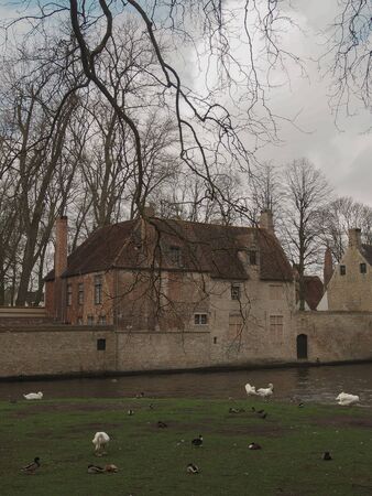 Swans in the city center. Brugge medieval historic city. Brugge streets and historic center, canals and buildings. Brugge popular touristic destination of Belgium.の写真素材