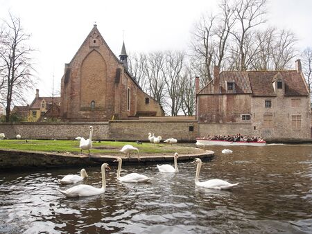 Swans in the city center. Brugge medieval historic city. Brugge streets and historic center, canals and buildings. Brugge popular touristic destination of Belgium.の写真素材