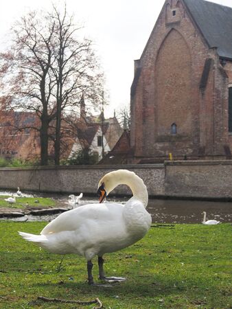 Swans in the city center. Brugge medieval historic city. Brugge streets and historic center, canals and buildings. Brugge popular touristic destination of Belgium.の写真素材