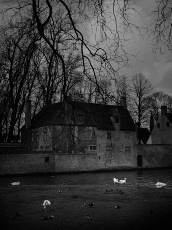 Black and white. image of swans in the city center. Brugge medieval historic city. Brugge streets and historic center, canals and buildings. Brugge popular touristic destination of Belgium.の写真素材