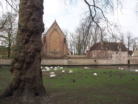 Swans in the city center. Brugge medieval historic city. Brugge streets and historic center, canals and buildings. Brugge popular touristic destination of Belgium.の写真素材