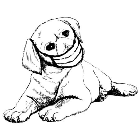 freehand sketch illustration of Labrador Retriever dog with mask doodle hand drawnのイラスト素材