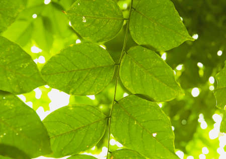 Green leafs backgroundの写真素材
