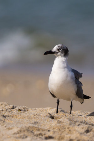Gull on the beach with waves in the background