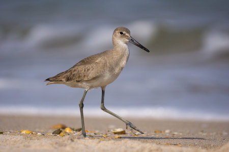 Young willet bird walking on the beach searching for food with waves in the background.