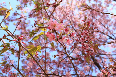 sakura in thailandの写真素材