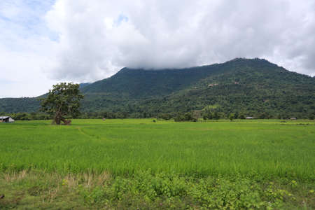 Paddyの写真素材