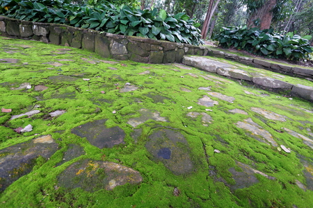Moss in the gardenの写真素材