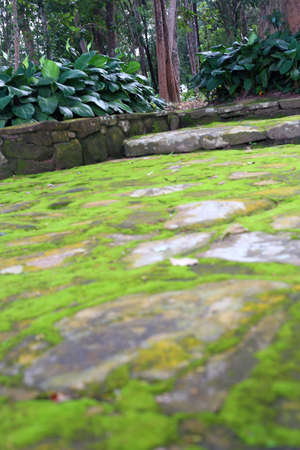 Moss in the gardenの写真素材