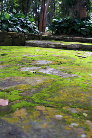 Moss in the gardenの写真素材
