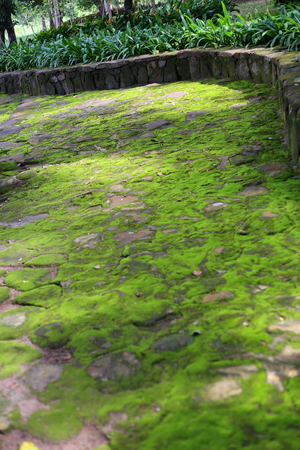 Moss in the gardenの写真素材