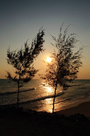 Pine Tree Silhouetteの写真素材