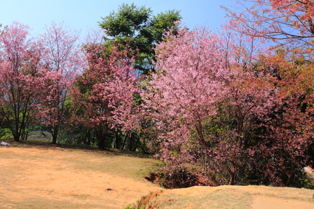 sakura in thailandの写真素材
