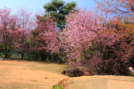 sakura in thailandの写真素材