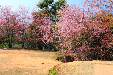 sakura in thailandの写真素材