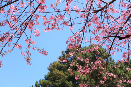 sakura in thailandの写真素材