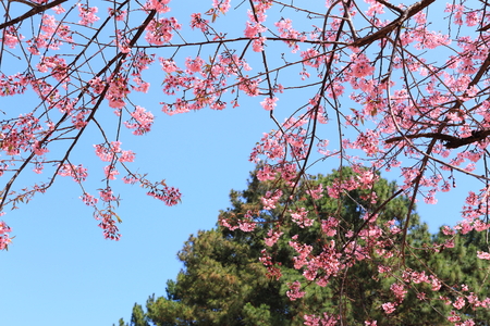 sakura in thailandの写真素材