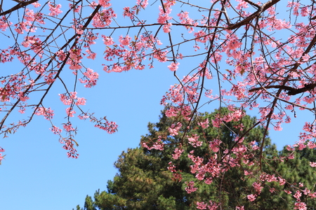 sakura in thailandの写真素材