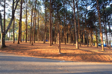coniferous forestの写真素材