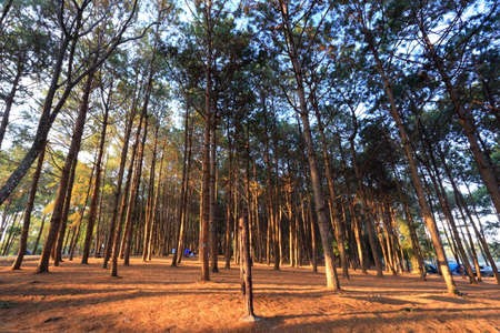 coniferous forestの写真素材