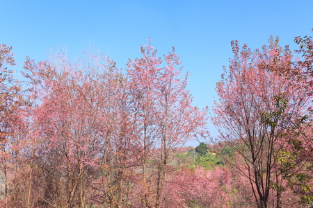 sakura in thailandの写真素材