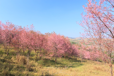 sakura in thailandの写真素材