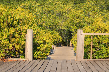 Mangrove forest and wood bridgeの写真素材