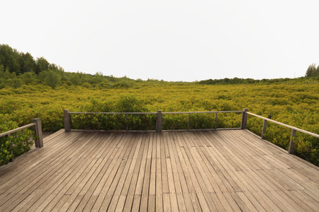 Mangrove forest and wood bridge