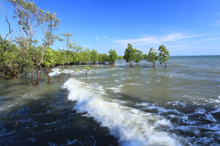 Mangrove treesの写真素材