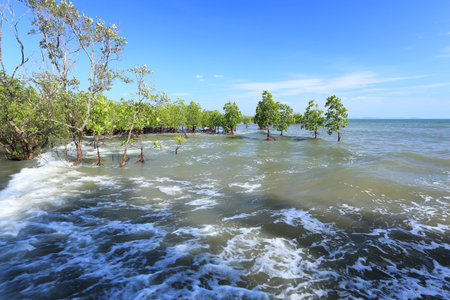Mangrove treesの写真素材