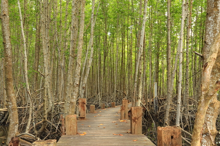 Mangrove forest and wood bridgeの写真素材