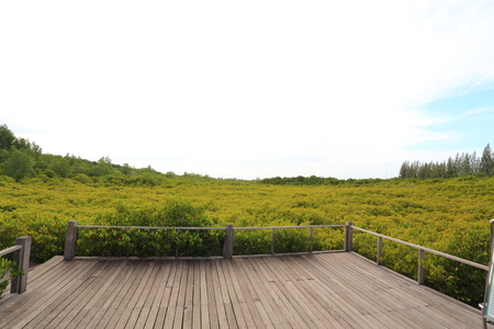 Mangrove forest and wood bridgeの写真素材