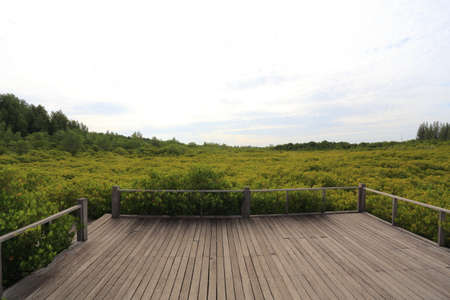 Mangrove forest and wood bridgeの写真素材